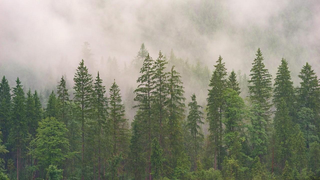 Mist drifting through a dense stand of evergreen trees on a hillside