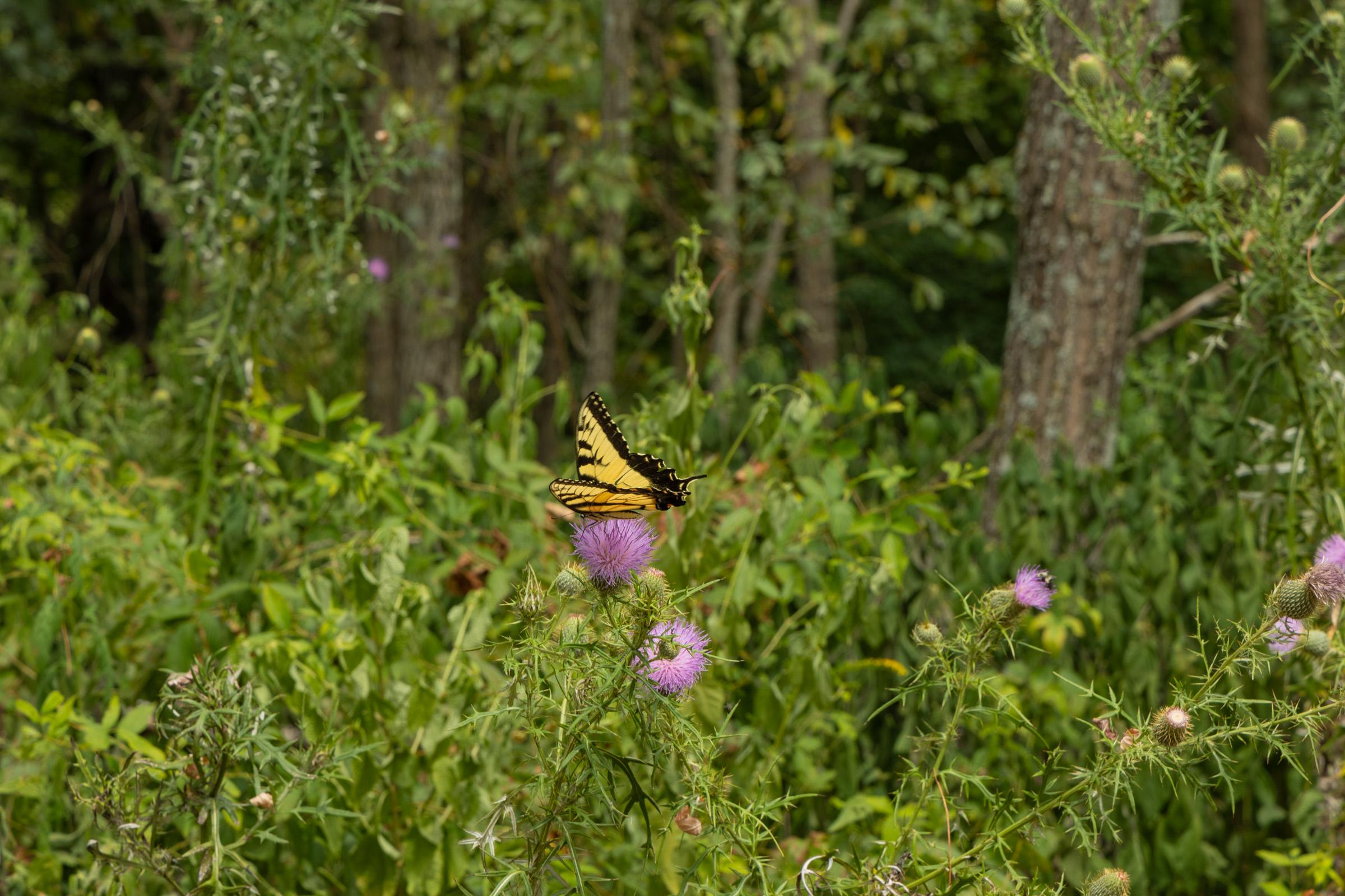 Big White Oak — owner financed land tracts in Perry County, Tennessee