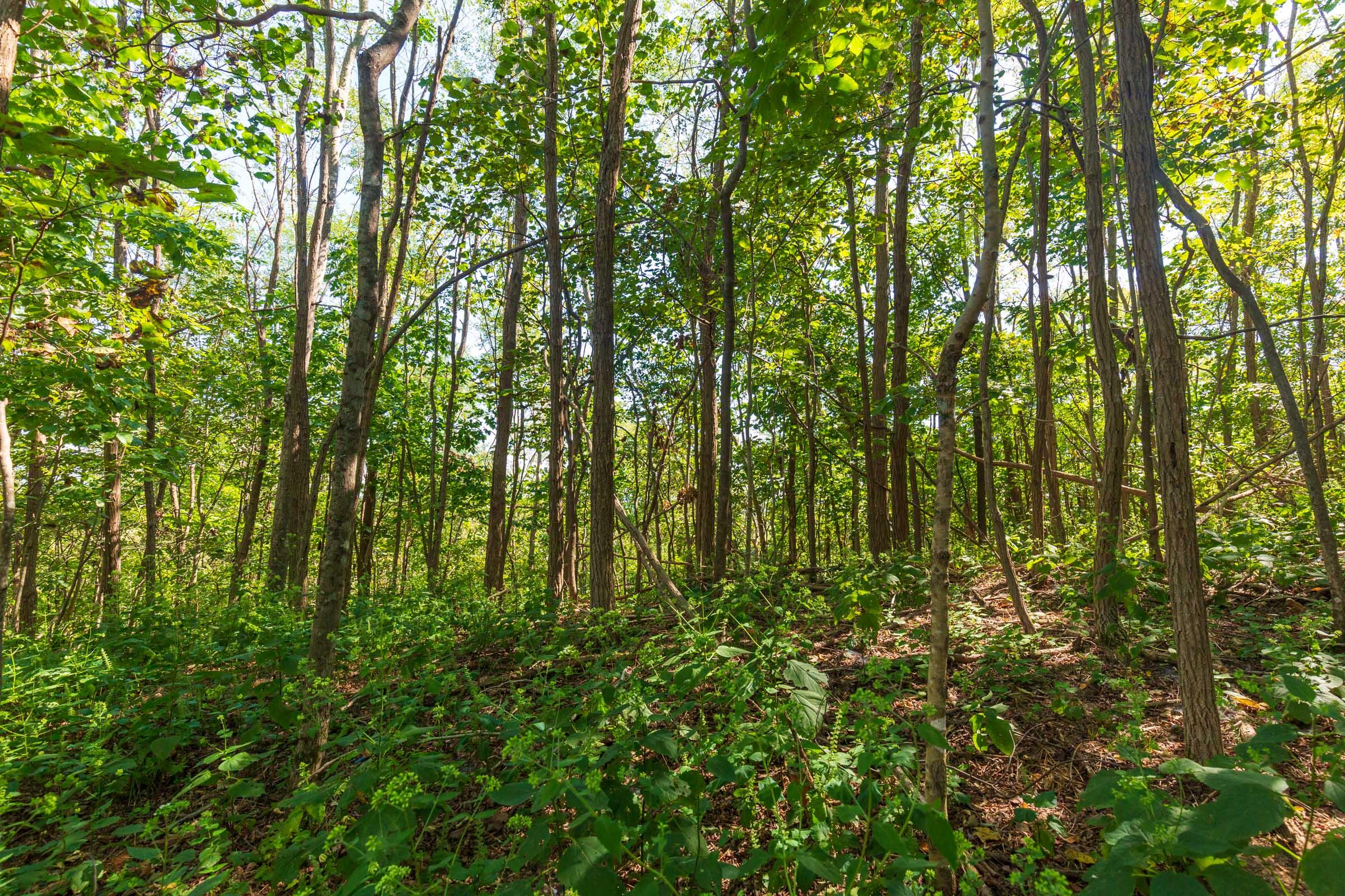 Redemption Ridge — owner financed land tracts in Wayne County, Tennessee